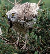 Short-toed Snake Eagle