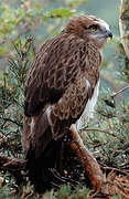 Short-toed Snake Eagle