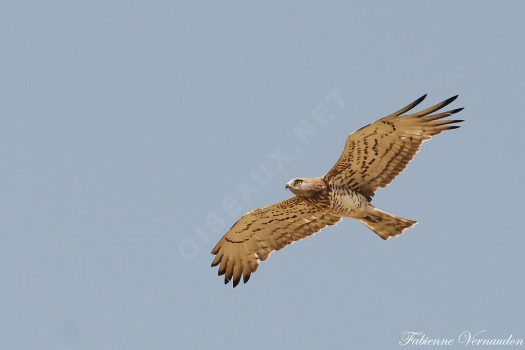 Short-toed Snake Eagle female adult