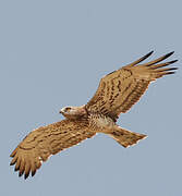 Short-toed Snake Eagle