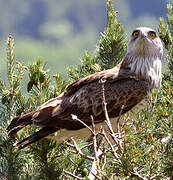 Short-toed Snake Eagle