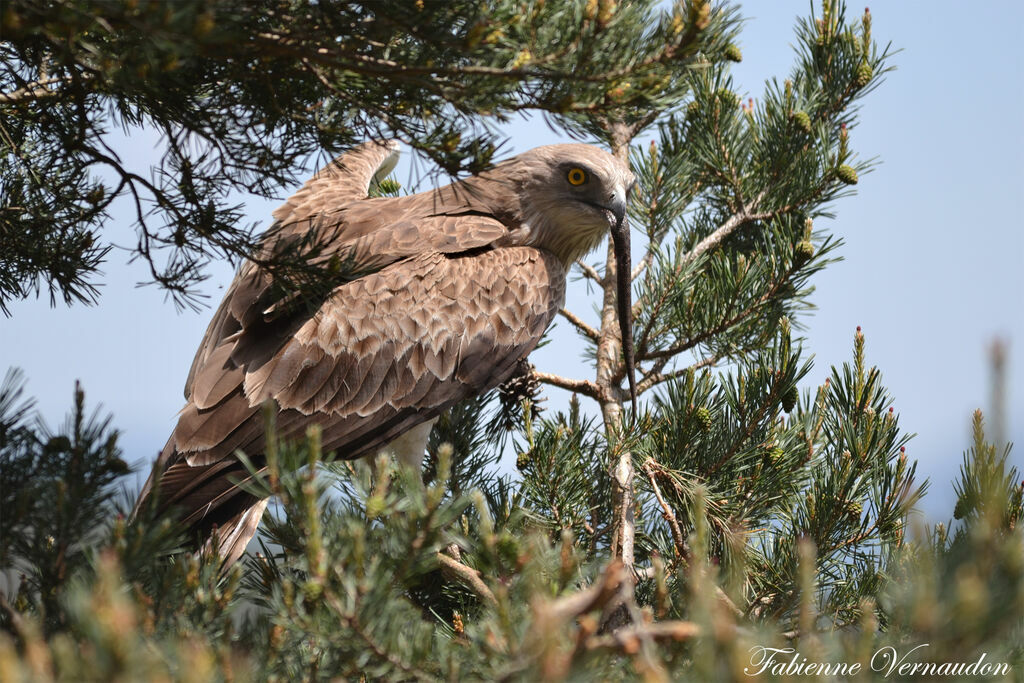 Short-toed Snake Eagle male adult