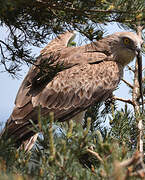 Short-toed Snake Eagle