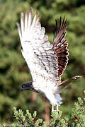 Short-toed Snake Eagle