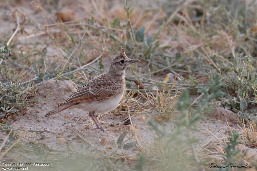 Crested Larkjuvenile, identification