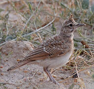 Crested Lark