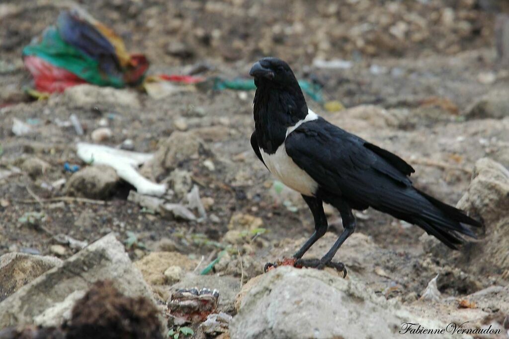 Pied Crow