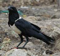 Pied Crow