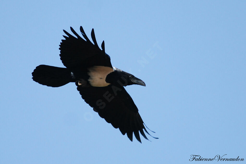 Pied Crow, Flight