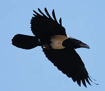 Pied Crow