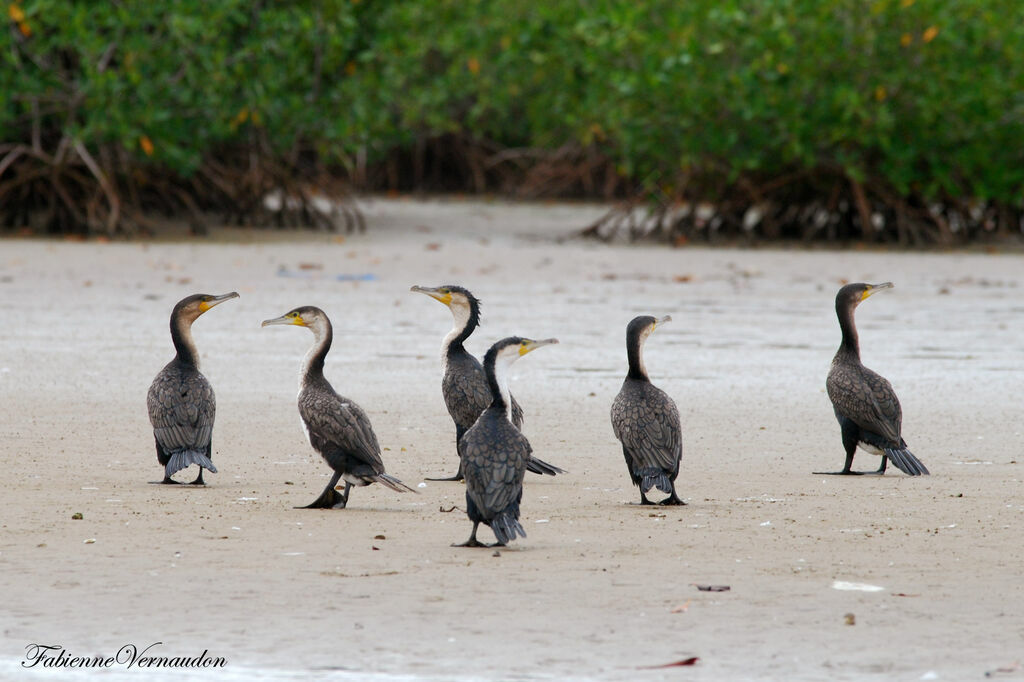 Cormoran à poitrine blanche