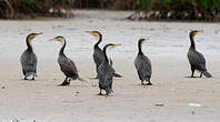 Cormoran à poitrine blanche