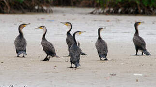 White-breasted Cormorant