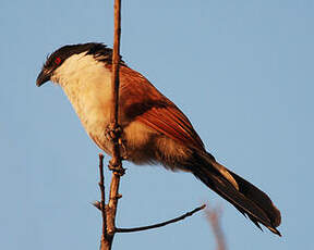 Coucal du Sénégal