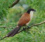 Senegal Coucal