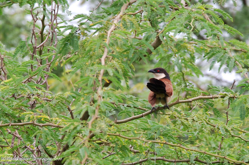 Coucal du Sénégaladulte, habitat, pigmentation