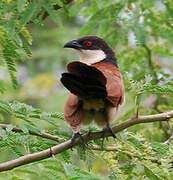 Coucal du Sénégal