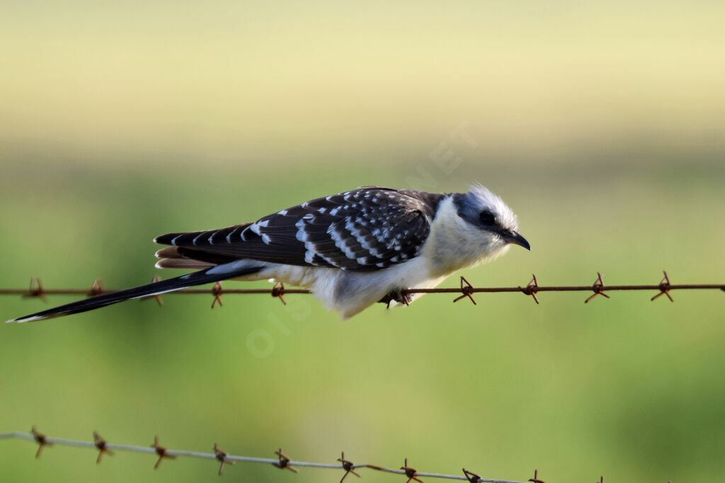 Great Spotted Cuckoo