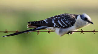 Great Spotted Cuckoo