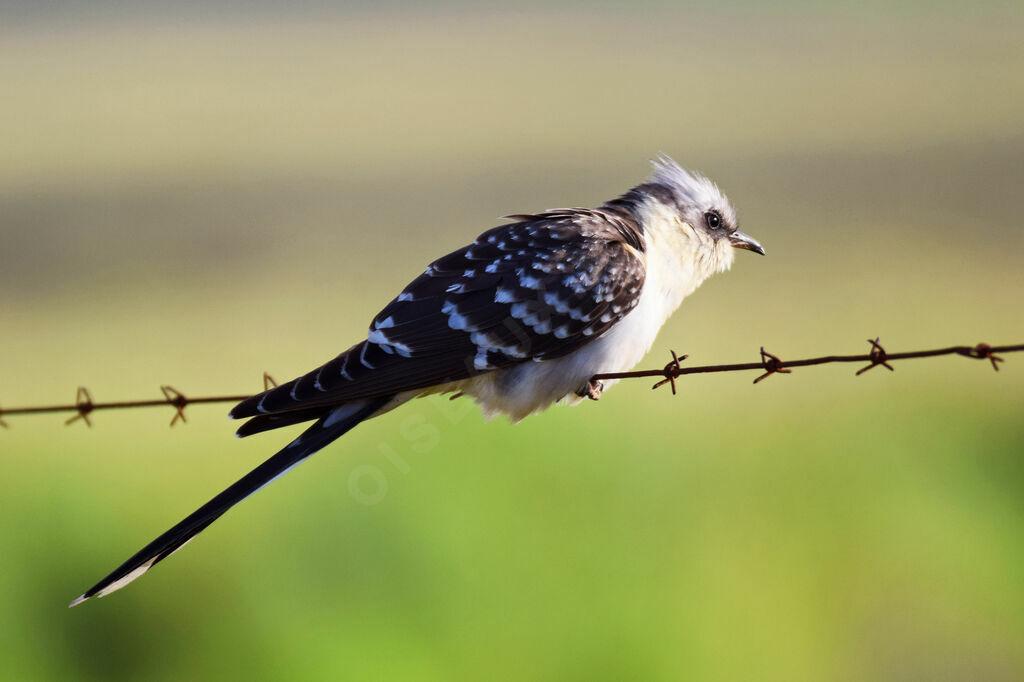 Great Spotted Cuckoo