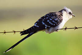 Great Spotted Cuckoo