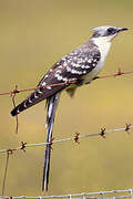 Great Spotted Cuckoo