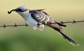 Great Spotted Cuckoo