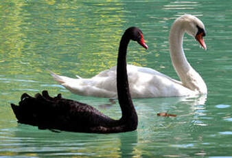 Cygne noir