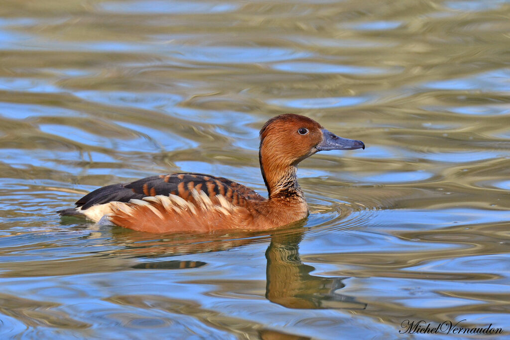 Dendrocygne fauveadulte