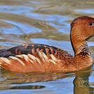 Dendrocygne fauve