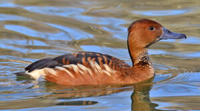 Dendrocygne fauve