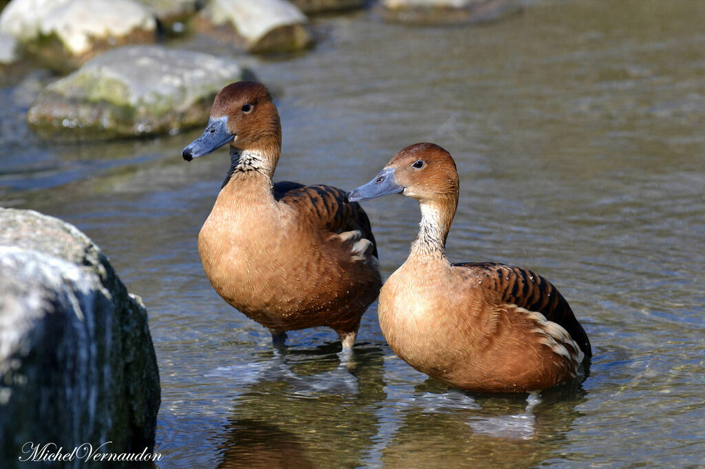 Fulvous Whistling Duckadult