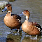 Dendrocygne fauve
