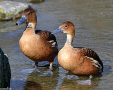 Fulvous Whistling Duck