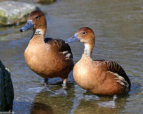 Dendrocygne fauve