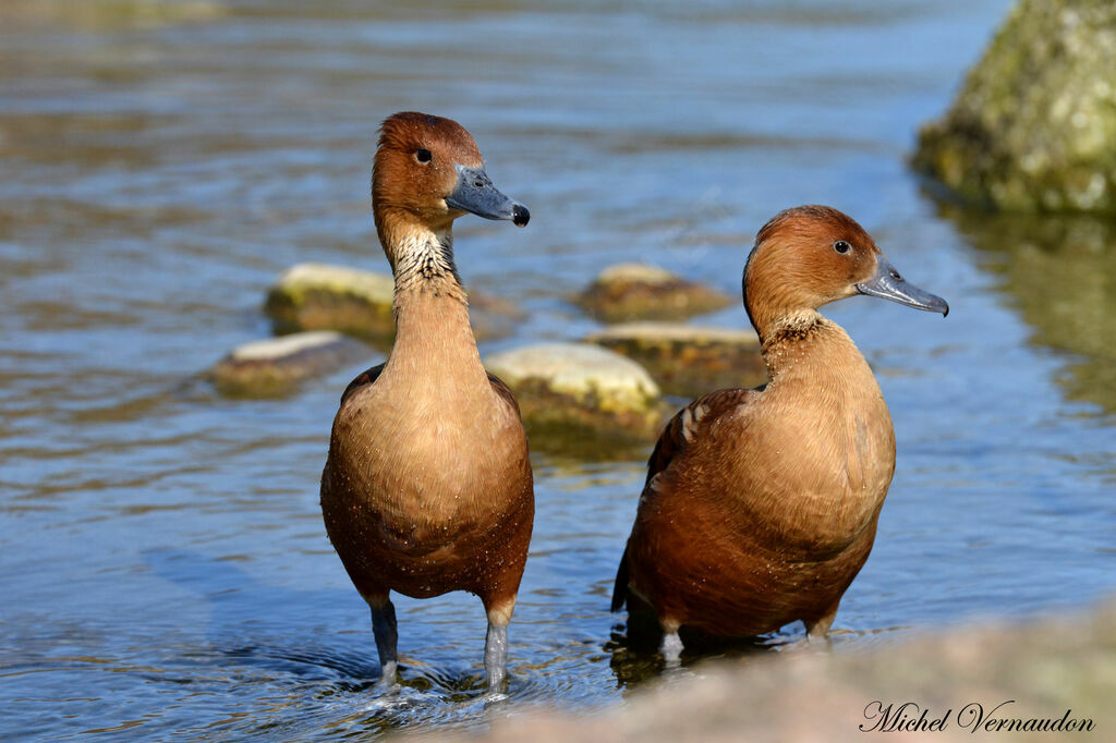 Dendrocygne fauveadulte