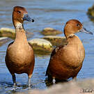 Dendrocygne fauve