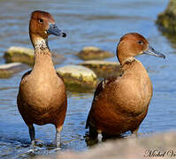 Fulvous Whistling Duck