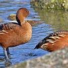 Dendrocygne fauve
