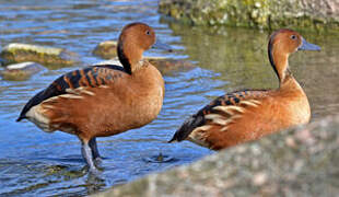 Fulvous Whistling Duck