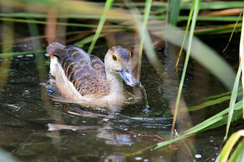 Lesser Whistling Duck