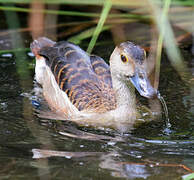 Lesser Whistling Duck