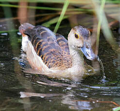 Dendrocygne siffleur