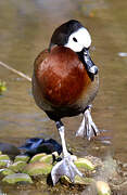 White-faced Whistling Duck