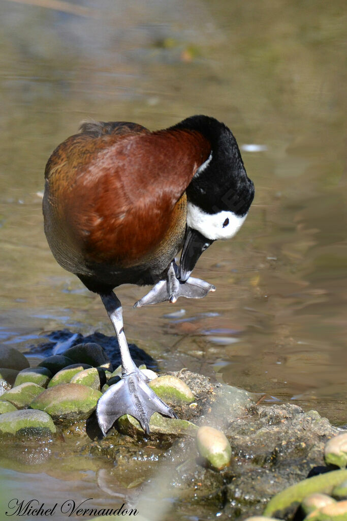 White-faced Whistling Duckadult