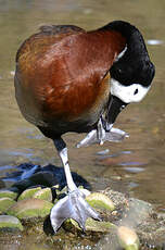 Dendrocygne veuf