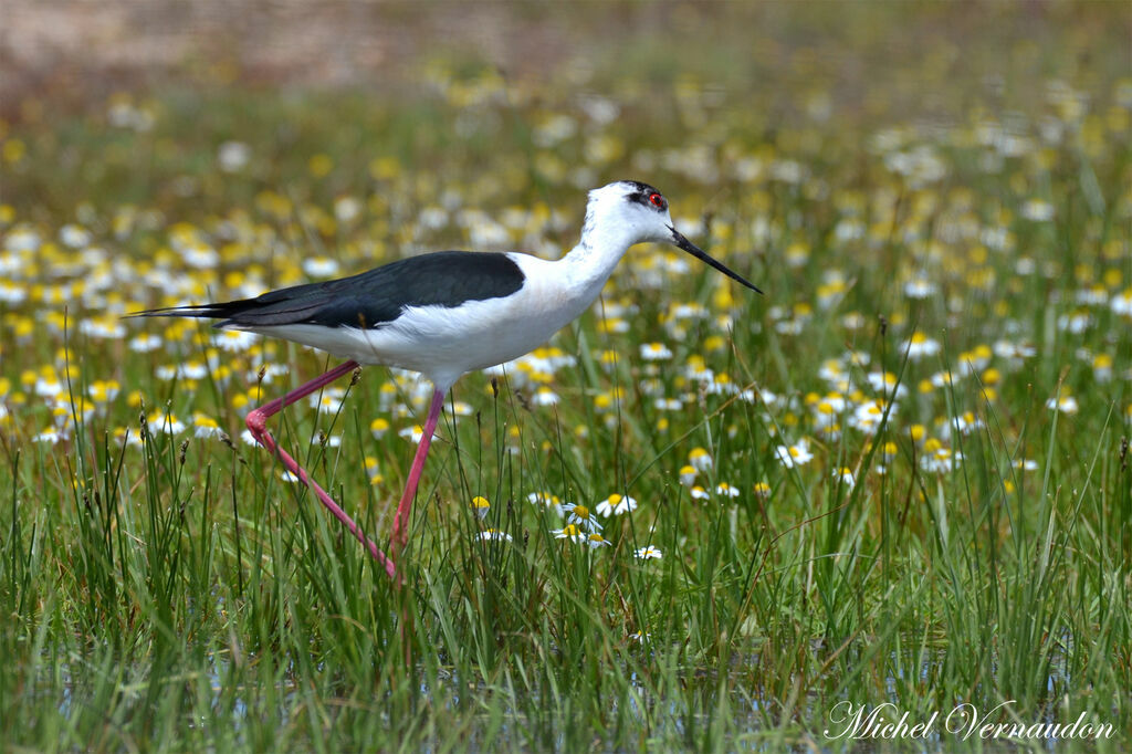 Black-winged Stiltadult