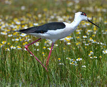 Black-winged Stilt