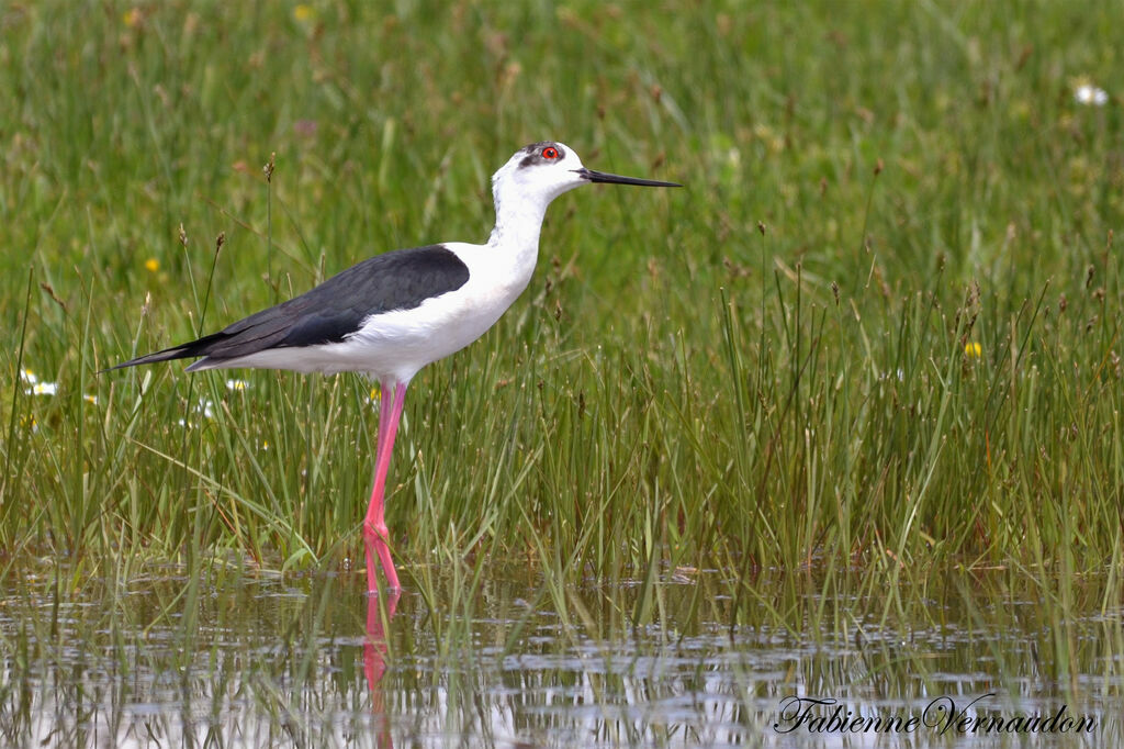 Black-winged Stiltadult