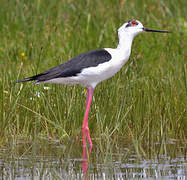 Black-winged Stilt